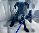 Small #4 Mutt
