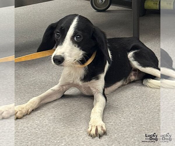Medium Photo #2 Beagle-Spaniel Mix Puppy For Sale in Washington, DC, USA