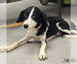 Small #1 Beagle-Spaniel Mix
