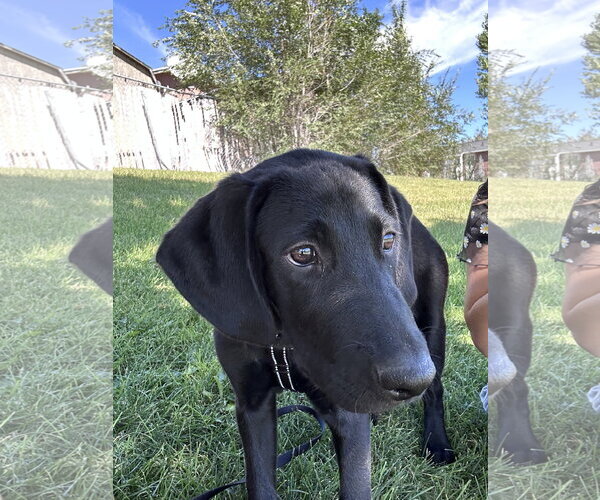 Medium Photo #7 Labrador Retriever-Unknown Mix Puppy For Sale in Sandy, UT, USA