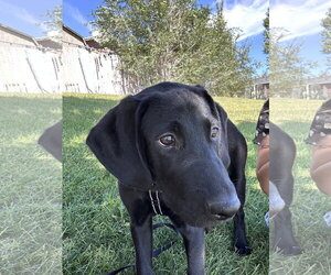 Lukke - Male Labrador Retriever-Unknown Mix Dog for Adoption - Photo #7