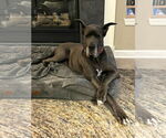 Small #6 Great Dane