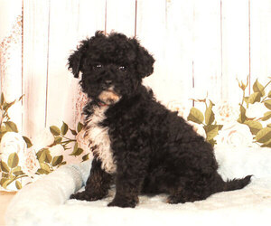 Medium Cavapoo