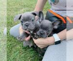 Small Photo #6 French Bulldog Puppy For Sale in BRIDGEWATER, NJ, USA