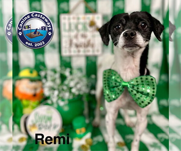 Medium Photo #6 Rat Terrier-Unknown Mix Puppy For Sale in Arcadia, FL, USA