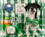Small #5 Rat Terrier Mix