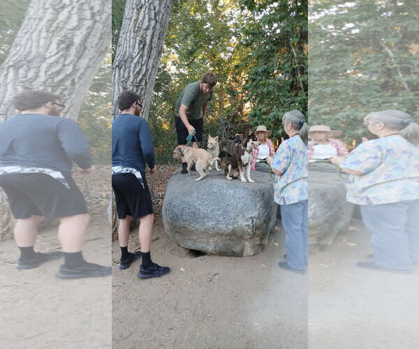 Medium Photo #5 Australian Kelpie-Unknown Mix Puppy For Sale in Escondido, CA, USA