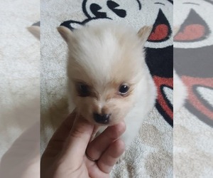 Pomeranian Puppy for sale in SEWELL, NJ, USA