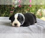 Puppy Diamond Australian Shepherd
