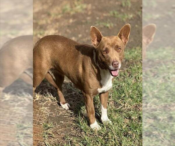 Medium Photo #2 Mutt Puppy For Sale in Riverside, CA, USA