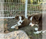 Small #2 Miniature Australian Shepherd