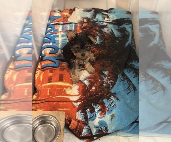 Medium Photo #4 Yorkshire Terrier Puppy For Sale in NORFOLK, VA, USA