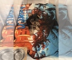 Small Photo #4 Yorkshire Terrier Puppy For Sale in NORFOLK, VA, USA