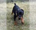 Small #3 Doberman Pinscher