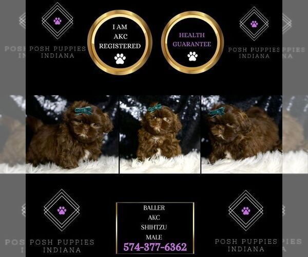 Medium Photo #2 Shih Tzu Puppy For Sale in WARSAW, IN, USA
