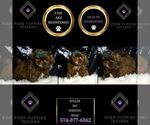 Small #1 Shih Tzu