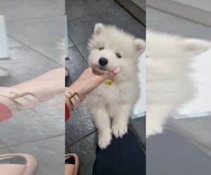 Samoyed Puppy for sale in LONG BEACH, CA, USA