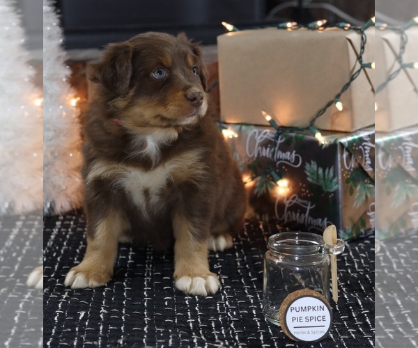 Medium Photo #5 Miniature American Shepherd Puppy For Sale in DAWSON, GA, USA
