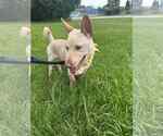 Small #2 Chi-Corgi