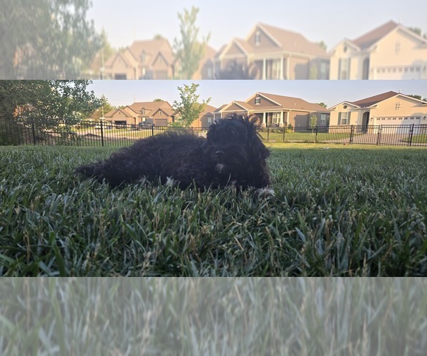 Medium Photo #2 Poovanese Puppy For Sale in LEES SUMMIT, MO, USA