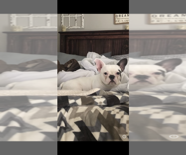 Medium Photo #1 French Bulldog Puppy For Sale in PEARLAND, TX, USA