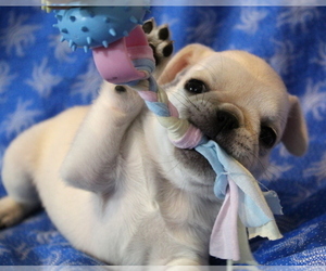 Pug Puppy for sale in Abilene, KS, USA