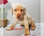 Small #4 Labrador Retriever