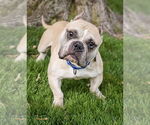 Small #5 American Bulldog-Staffordshire Bull Terrier Mix