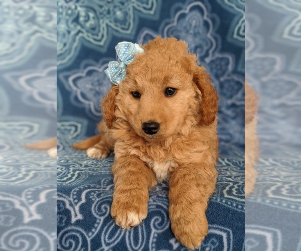 Medium Photo #6 Goldendoodle Puppy For Sale in QUARRYVILLE, PA, USA