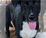 Small Labrador Retriever Mix