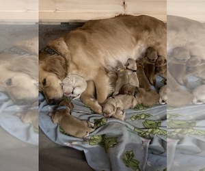 Mother of the Golden Retriever puppies born on 12/11/2021