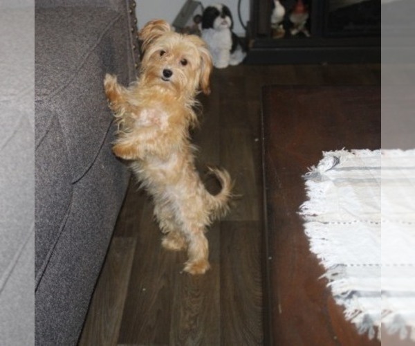 Medium Photo #1 Havanese-Mi-Ki Mix Puppy For Sale in THAYER, KS, USA
