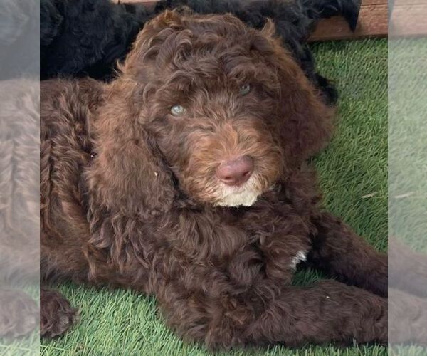 Medium Photo #8 Goldendoodle Puppy For Sale in WINTER GARDEN, FL, USA