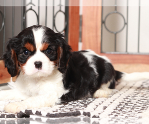 Cavalier King Charles Spaniel Puppy for Sale in NAPLES, Florida USA