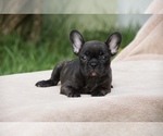 Small Photo #2 French Bulldog Puppy For Sale in ROYAL PALM BEACH, FL, USA