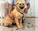 Small #1 Chow Chow Mix