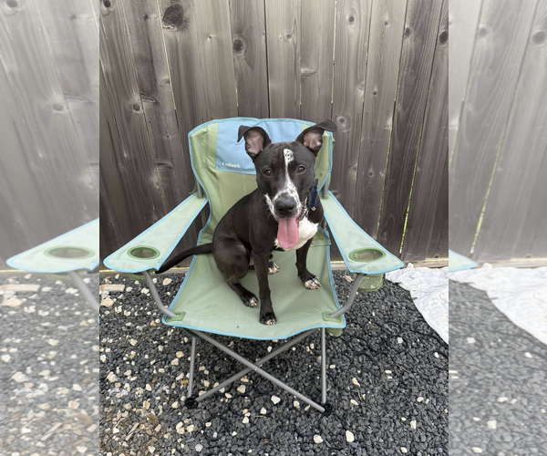 Medium Photo #2 Mutt Puppy For Sale in Kankakee, IL, USA