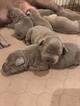 Small Photo #12 Labrador Retriever Puppy For Sale in LUBBOCK, TX, USA