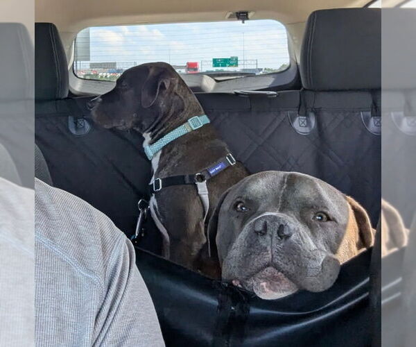 Medium Photo #8 American Pit Bull Terrier-Unknown Mix Puppy For Sale in Fargo, ND, USA