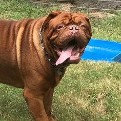 Father of the Dogue de Bordeaux puppies born on 12/01/2018