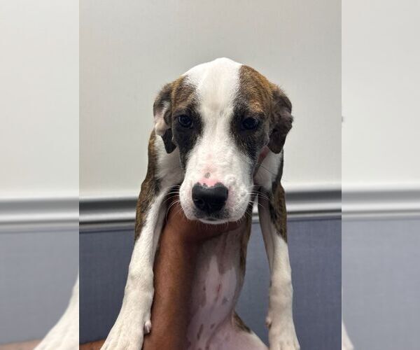 Medium Photo #1 Mutt Puppy For Sale in Hilton Head, SC, USA