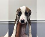 Small Mutt