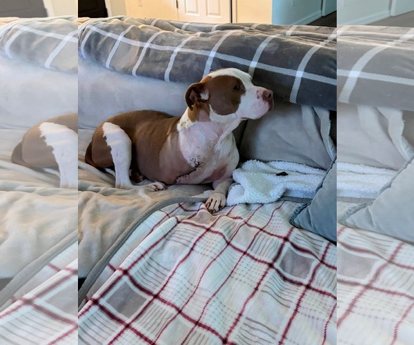 Medium Photo #8 American Pit Bull Terrier-Unknown Mix Puppy For Sale in Germantown, OH, USA