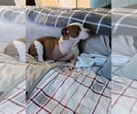 Small Photo #8 American Pit Bull Terrier-Unknown Mix Puppy For Sale in Germantown, OH, USA