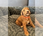 Small #6 Poodle (Standard)