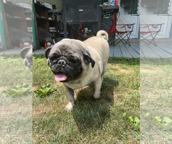Medium Photo #3 Pug Puppy For Sale in Indianapolis, IN, USA