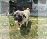 Small #2 Pug