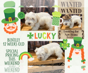 Boston Terrier Puppy for sale in RICHMOND, TX, USA