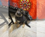 Small Photo #1 German Shepherd Dog Puppy For Sale in ANGLETON, TX, USA