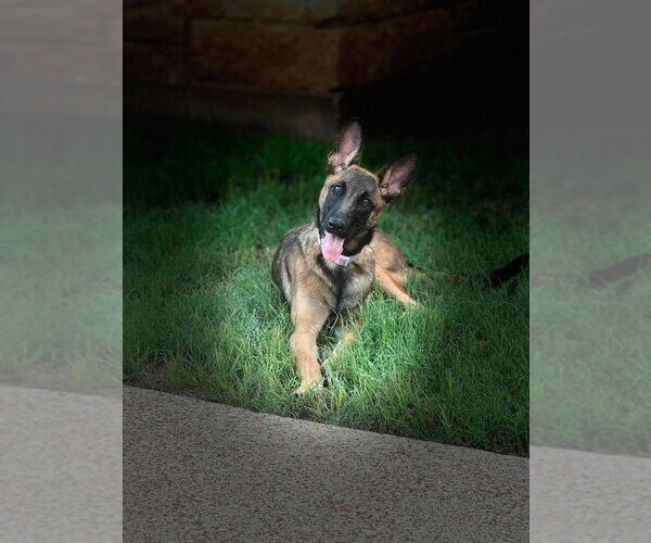 Medium Photo #3 Mutt Puppy For Sale in Imlay City, MI, USA